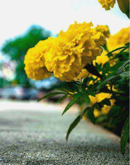 Bouquet 2