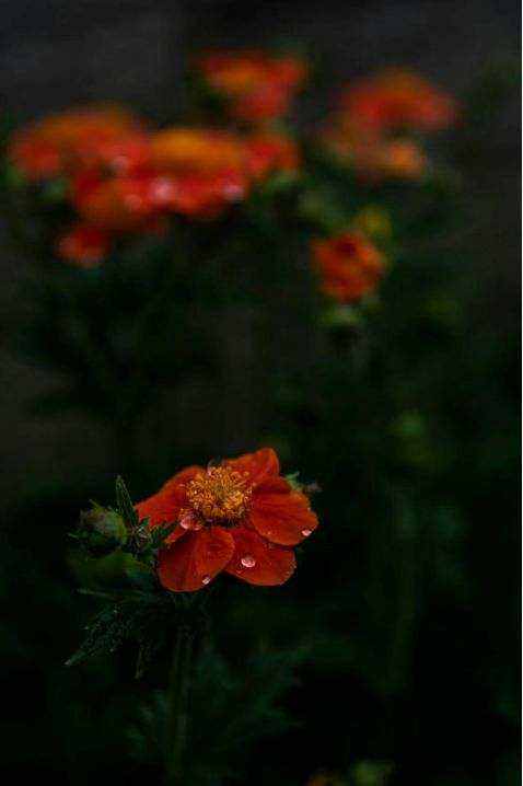 Bouquet principale sera